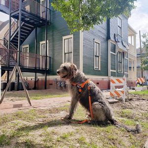 Image post by @thesavannahwolfhound on Instagram