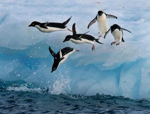 Image post by @animalplanet on Instagram