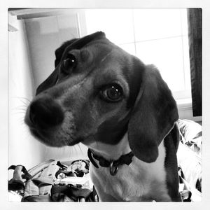 Image post by @laraleatrump on Instagram