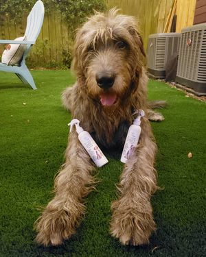 Image post by @thesavannahwolfhound on Instagram