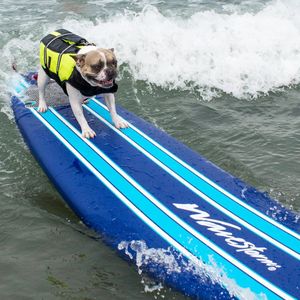 Image post by @pupcorntreats on Instagram