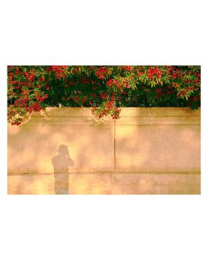 Image post by @prestoncrawley on Instagram