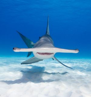 Image post by @AnimalPlanet on Twitter