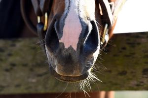 Image post by @spendthriftfarm on Instagram