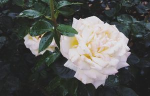Image post by @amanda_carmela on Instagram