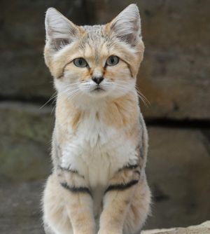 Image post by @animalplanet on Instagram