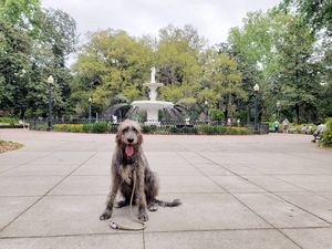 Image post by @thesavannahwolfhound on Instagram