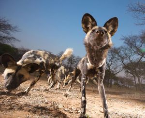 Image post by @animalplanet on Instagram