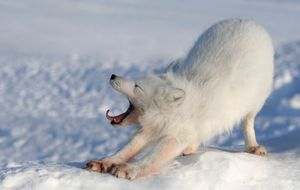Image post by @AnimalPlanet on Twitter