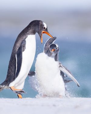 Image post by @AnimalPlanet on Twitter
