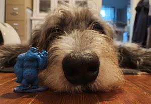 Image post by @thesavannahwolfhound on Instagram