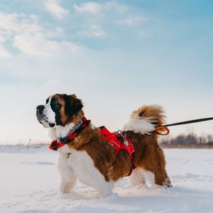 Image post by @triumphpetfood on Instagram