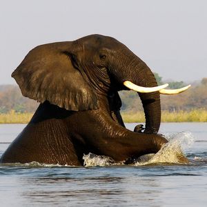 Image post by @chiawasafaris on Instagram