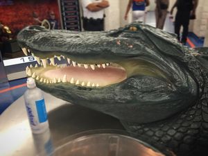 Image post by @floridagators on Instagram