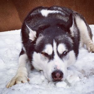 Image post by @animalplanet on Instagram