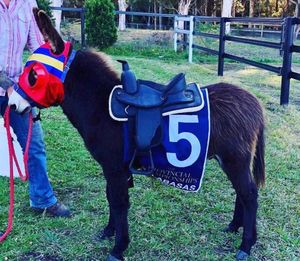 Image post by @australianturfclub on Instagram