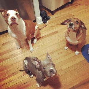 Image post by @animalplanet on Instagram