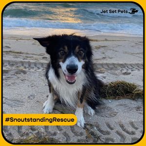 Image post by @jetsetpets on Instagram
