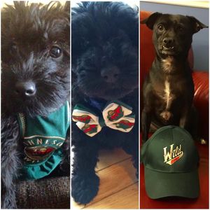 Image post by @iowawild on Instagram