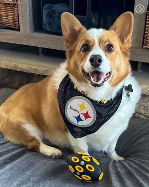 Image post by @steelers_nation_unite on Instagram
