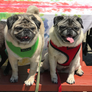 Image post by @yourfuzzy on Instagram