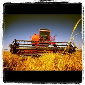 Image post by @lundbergfarms on Instagram