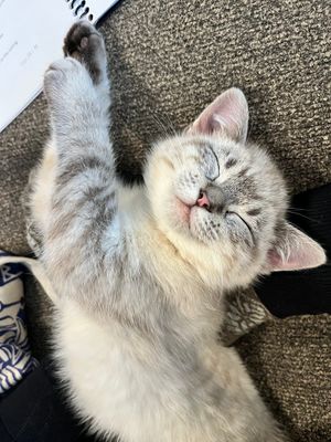 Image post by @DiamondPetFood on Twitter