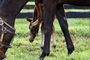Image post by @spendthriftfarm on Instagram