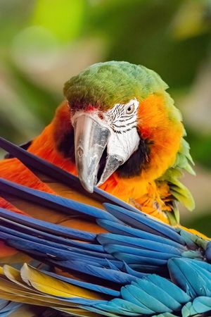 Image post by @AnimalPlanet on Twitter