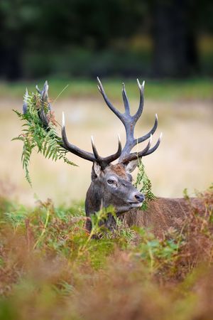 Image post by @AnimalPlanet on Twitter