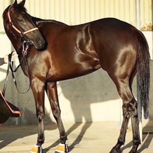 Image post by @australianturfclub on Instagram
