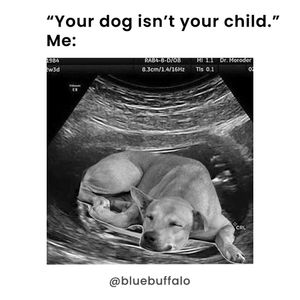 Image post by @bluebuffalo on Instagram
