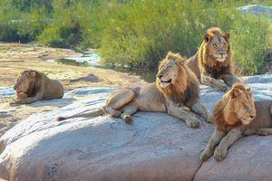 Image post by @lions on Instagram