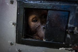 Image post by @gettyimages on Instagram