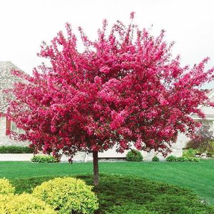 Image post by @shopbachmans on Instagram