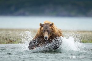 Image post by @gettyimages on Instagram