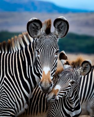 Image post by @discovery on Instagram
