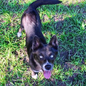 Image post by @tux_the_blue_pomsky on Instagram