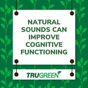 Image post by @trugreen_lawn on Instagram