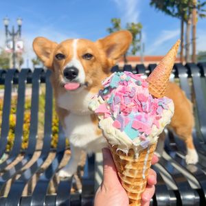 Image post by @ziggy_thecorg on Instagram