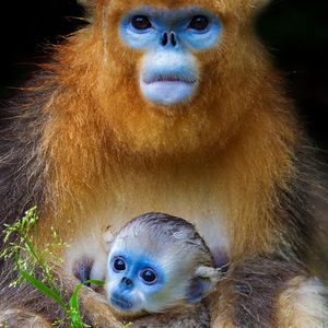 Image post by @animalplanet on Instagram
