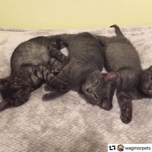 Image post by @ellendegeneres on Instagram