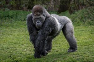Image post by @AnimalPlanet on Twitter