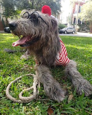 Image post by @thesavannahwolfhound on Instagram