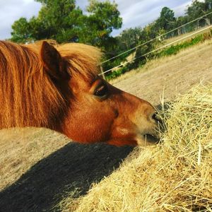 Image post by @snaffle_it on Instagram