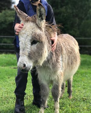 Image post by @equinecareprobiotic on Instagram