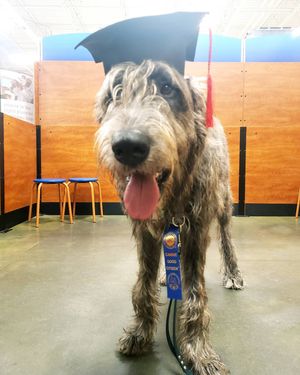 Image post by @thesavannahwolfhound on Instagram