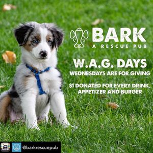 Image post by @spokhumanesoc on Instagram