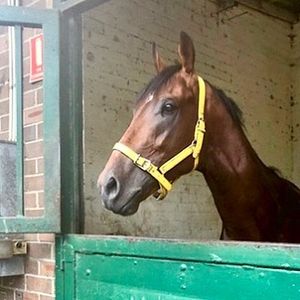Image post by @australianturfclub on Instagram