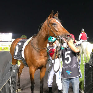 Image post by @australianturfclub on Instagram